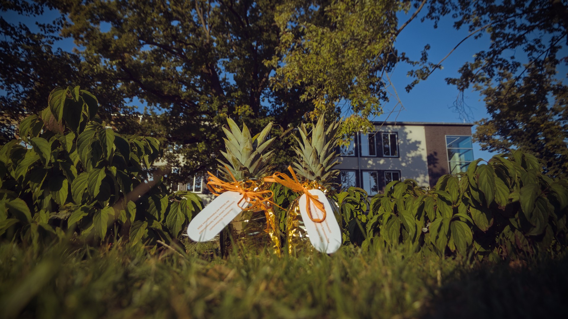 Zwei goldene Ananas im Gras.